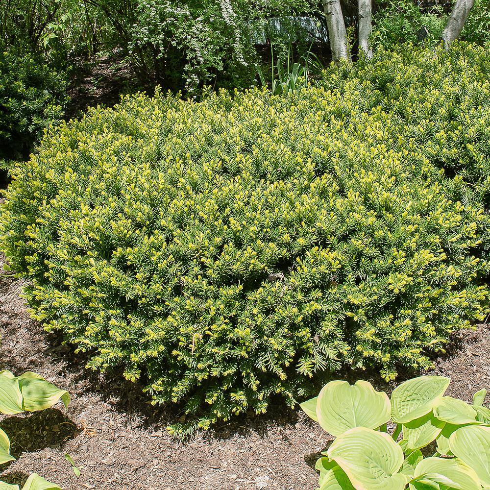 3 Gal. Pot, Densiformis Spreading Yew Potted Evergreen Shrub (1-Pack) price history on PriceWatchPro