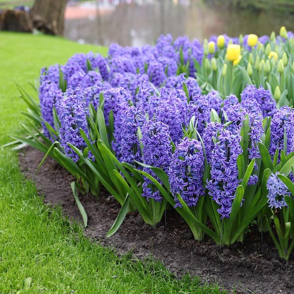 Garden State Bulb 15/16 cm, Blue Jacket Hyacinth Flower Bulbs (Bag of 50)  ECF-151-50-02 - The Home Depot