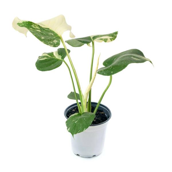 pothos wall planter WallyGro - Eco Wall Planters main image 1