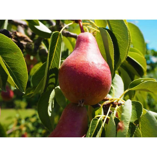 Dwarf Bosc Pear Tree - Cinnamon brown pears are some of the