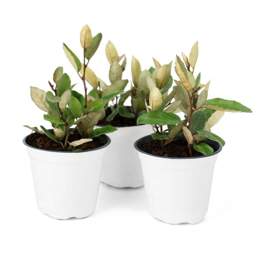 4 in. Elaeagnus Silverberry Shrub (32-Pack) price history on PriceWatchPro