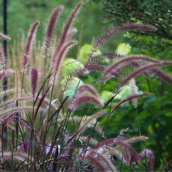 2.5 Qt. Purple Fountain Grass