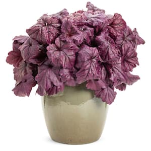 1 Gal. White Heuchera Dolce Wildberry Coral Bells Live Plant with Flowers and Purple Foliage