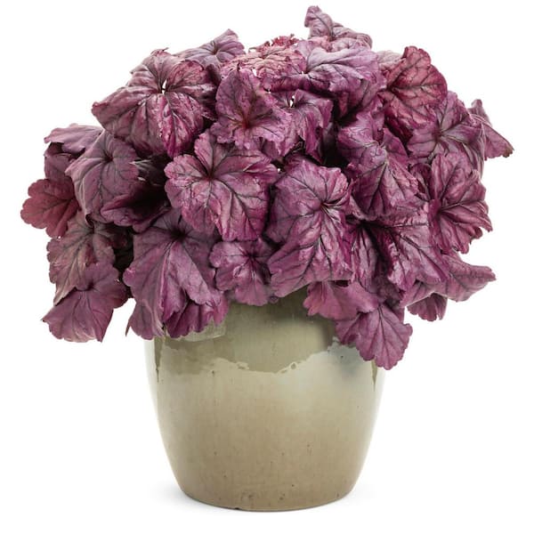 PROVEN WINNERS 1 Gal. White Heuchera Dolce Wildberry Coral Bells Live Plant with Flowers and Purple Foliage
