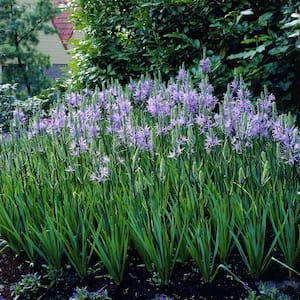 Camassia Quamash Set of 25 Bulbs