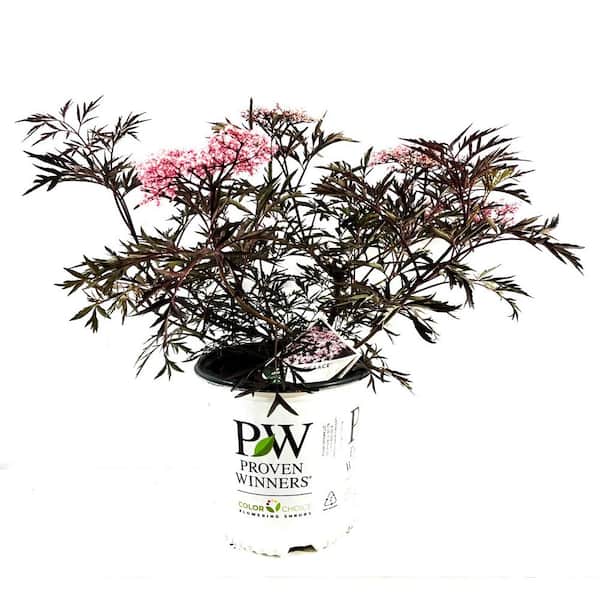 2 Gal. Black Lace Elderberry (Sambucus) Lives Shrub with Pink and White Blooms