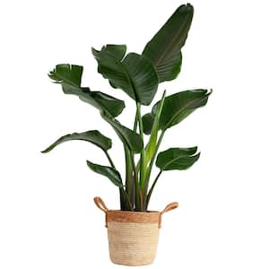 10 in. Bird of Paradise Indoor Plant in Decor Basket, Average Shipping Height 2-3 ft. Tall
