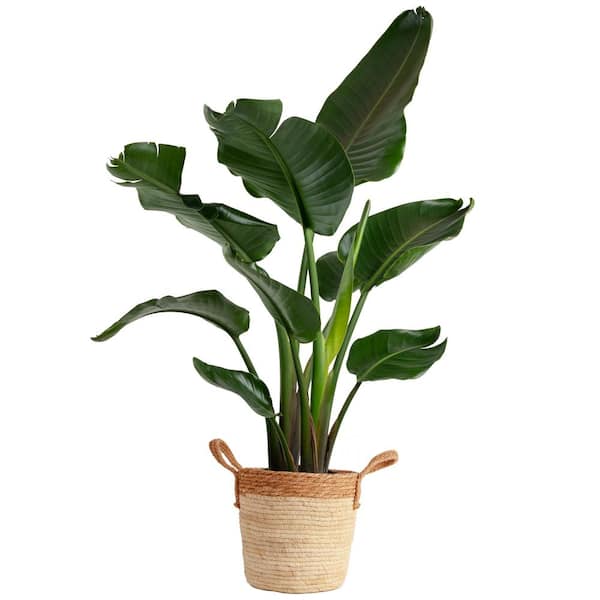 Costa Farms 10 in. Bird of Paradise Indoor Plant in Decor Basket, Average Shipping Height 2-3 ft. Tall