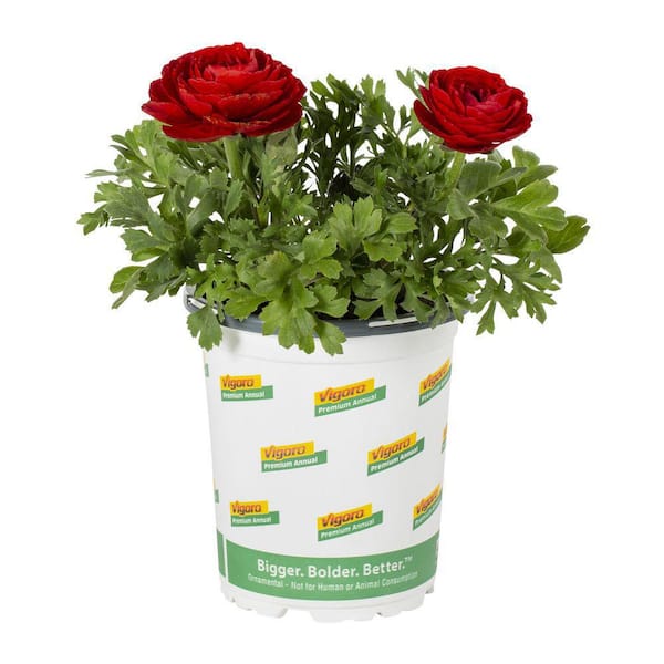 mexican pot plant Cream Mexia Planter - Large (13