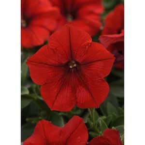 20 In. Red Easy Wave Petunia Annual Plant with Red Flowers (6-Plants)