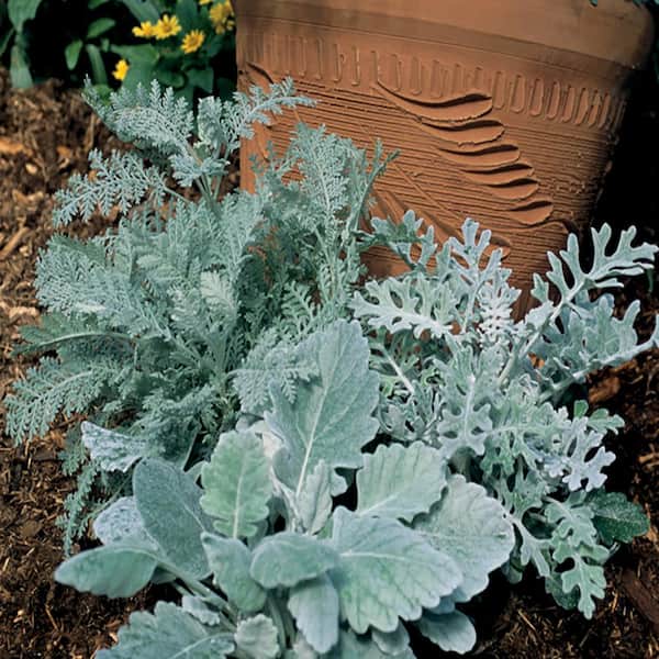 Unbranded 4.5 in. Silver Dusty Miller Plant