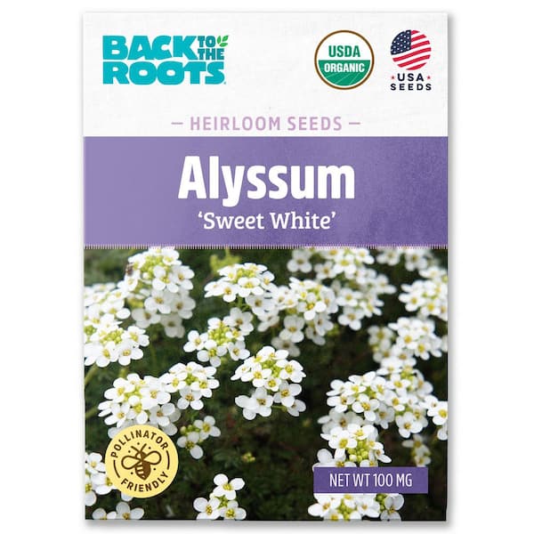 Organic Alyssum Sweet White Gardening Seeds