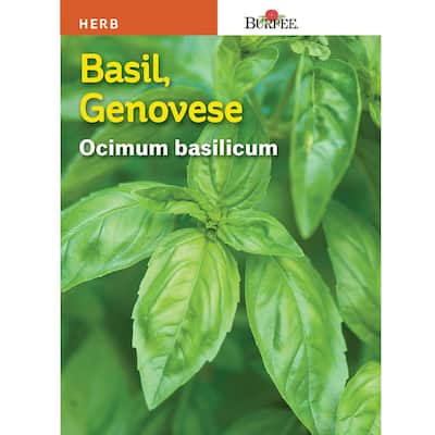 Basil Genovese Seed