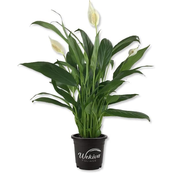 Wekiva Foliage Spathiphyllum Peace Lily-Live Starter Plant in a 4 in. Pot-Spathiphyllum-Air Purifying Indoor Houseplant