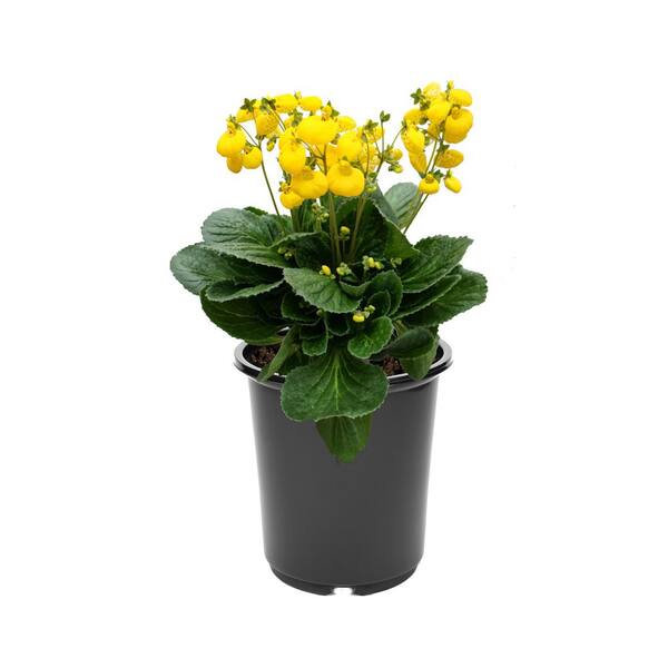 money tree plant Money Tree