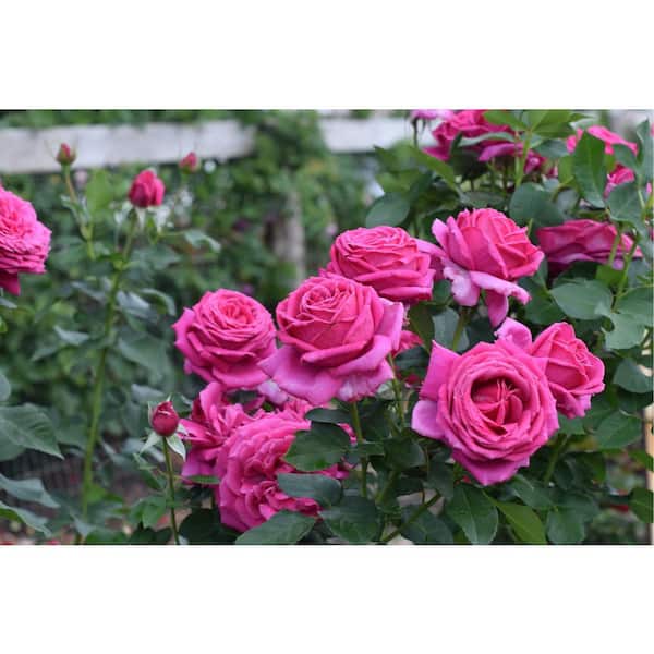 2 Gal. My Bouquet Rose Legend of Rossi with Yellow Flowers (1-Pack