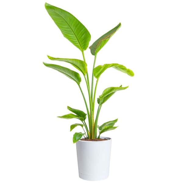 White Bird of Paradise Indoor Plant in 10 in. Decor Pot, Avg. Shipping Height 2-3 ft. Tall