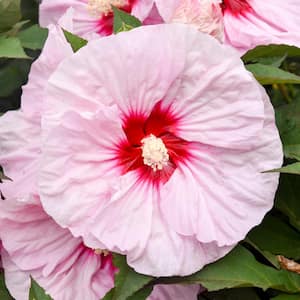 2 Gal. Summerific 'All Eyes on Me' Rose Mallow (Hibiscus Hybrid), Live Perennial Plant, with Pink Flowers