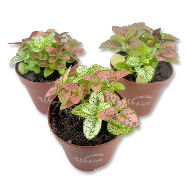 Tricolor Polka Dot Plant-3 Live Plants in 2 in. Growers Pots-Hypoestes Phyllostachya