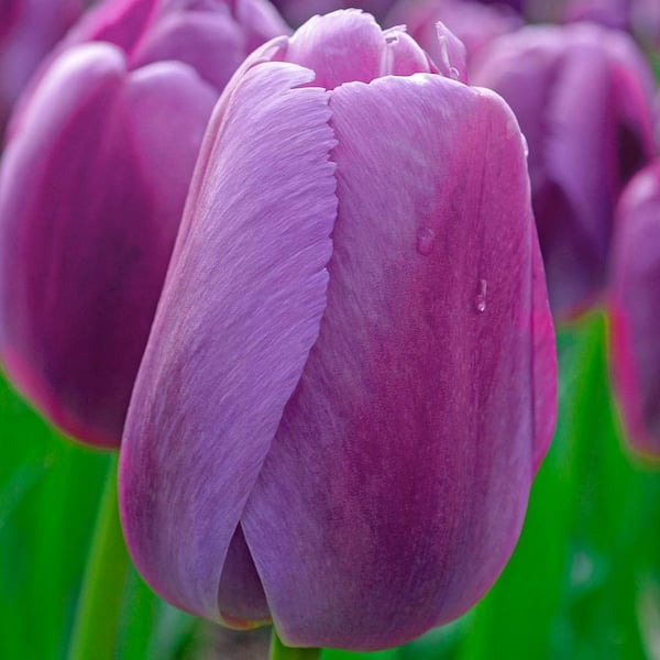 Van Bourgondien Purple Pride Darwin Hybrid Tulip Spring Flowering Bulbs (25-Pack)