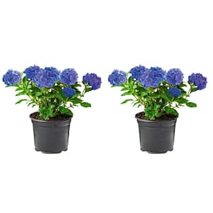 2.5 Qt. Blue Perennial Hydrangea Macrophylla (2-Pack)
