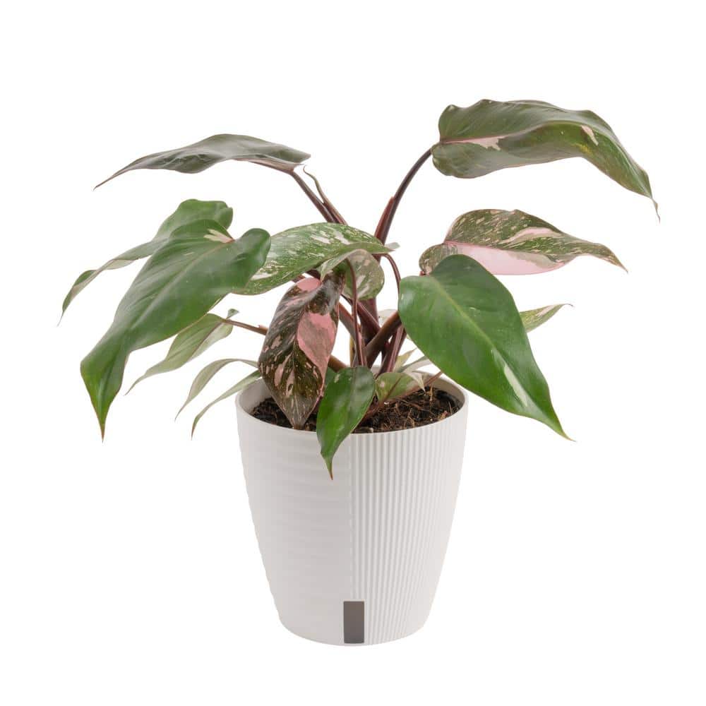 Pink Princess Philodendron Costa Farms