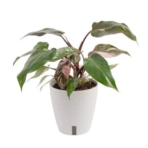 Pink Princess Philodendron Indoor Plant in 6 in. Self-Watering Planter, Average Shipping Height 1-2 ft. Tall