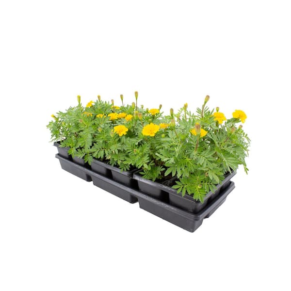 1.97 Gal. Marigold Yellow in 2.75 in. Cell Grower's Tray (18-Plant)