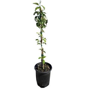 #1 container EZ PICK Fruit Tree 'Fuji Apple' (Single)