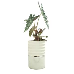 6 in. Dia x 9 in. H Ribbed Cylinder Composite Self Watering Pot in White