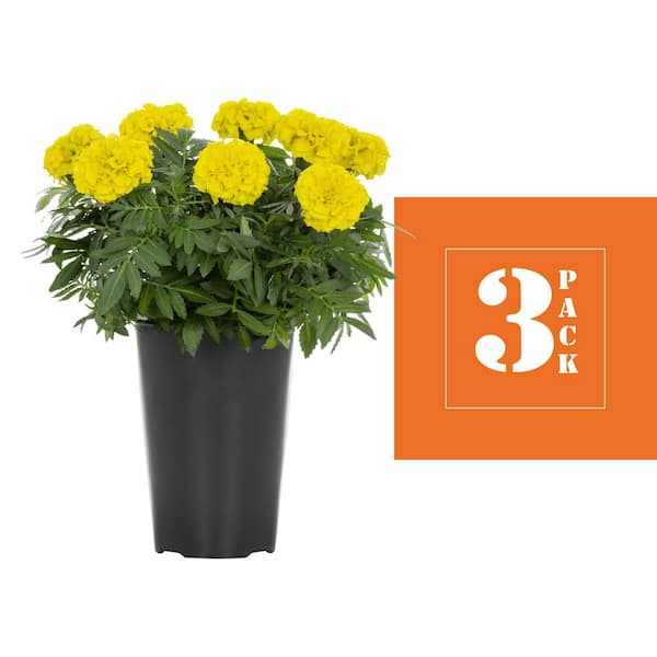 METROLINA GREENHOUSES 2 Qt. Yellow Marigold Annual Plant (3-Pack