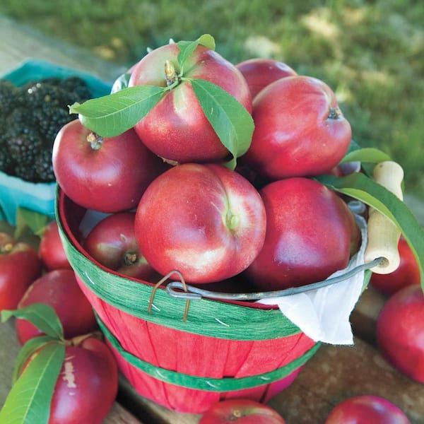 Yumm Yumm Nectarine Dormant Bare Root Standard Fruiting Starter Tree (1-Pack)