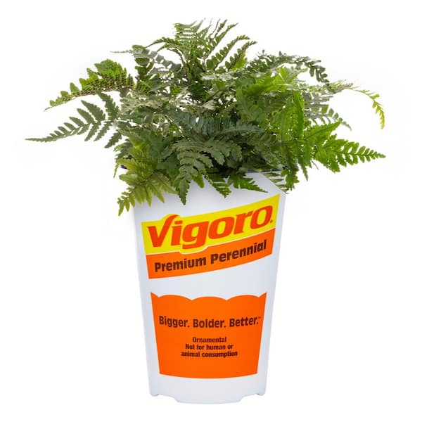METROLINA GREENHOUSES #5 1 Qt. Japanese Painted Fern Plant 9451