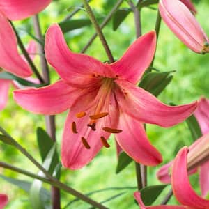 14/16cm, Asiatic Lily Pink Flight Flower Bulbs (Bag of 10)