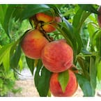 3 ft. Frost Peach Tree Semi Dwarf with Cold Hardy and Delicious Fruit