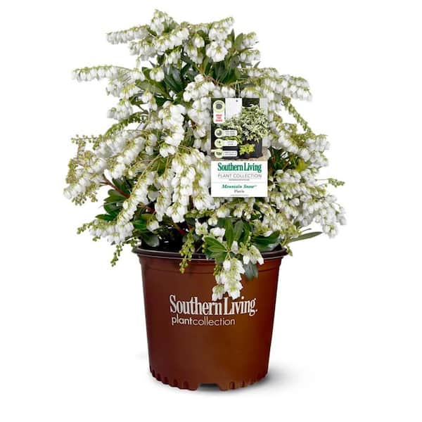 SOUTHERN LIVING 2 Gal. Mountain Snow Pieris (Lily of the Valley Shrub) Evergreen Plant with Clusters of Small Bell-shaped White Blooms