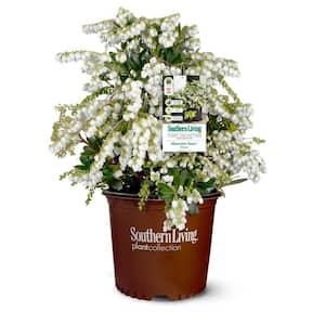 2 Gal. Mountain Snow Pieris, Evergreen Shrub, Clusters of Small Bell-shaped White Blooms