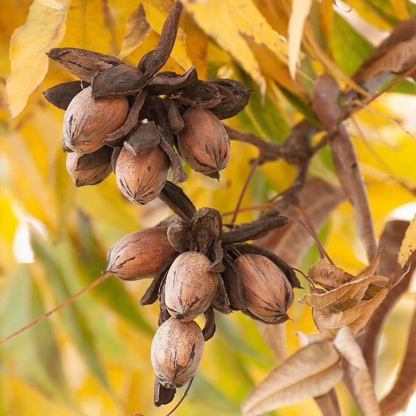 5 Gal. Elliot Pecan Tree