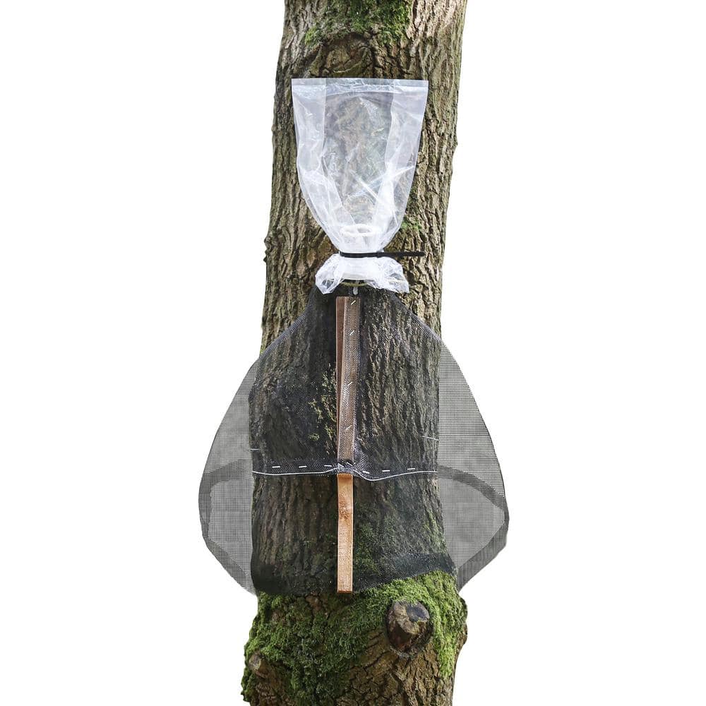 Spotted Lanternfly Tree Trap, Catch Lanternfly Without Catching Other Wildl