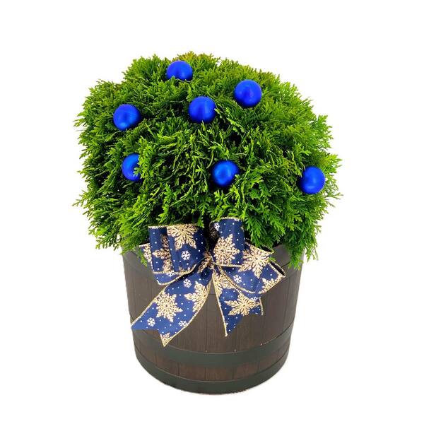 Unbranded 11 in. Holiday Danica Globe Arborvitae Live Shrub in Black Decorative Pot with Blue Ornaments and Holiday Bow