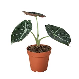 Alocasia Black Velvet (Alocasia Reginula) Plant in 4 in. Grower Pot