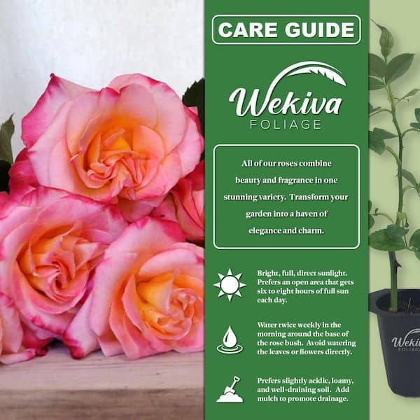 Wekiva Foliage Granada Rose Bush-2 Live Starter Plants in 2 in