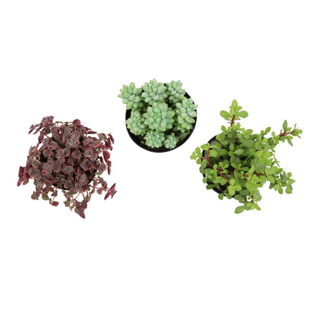Assorted Hanging Succulent Plants in Black 3.5 Inch Pots