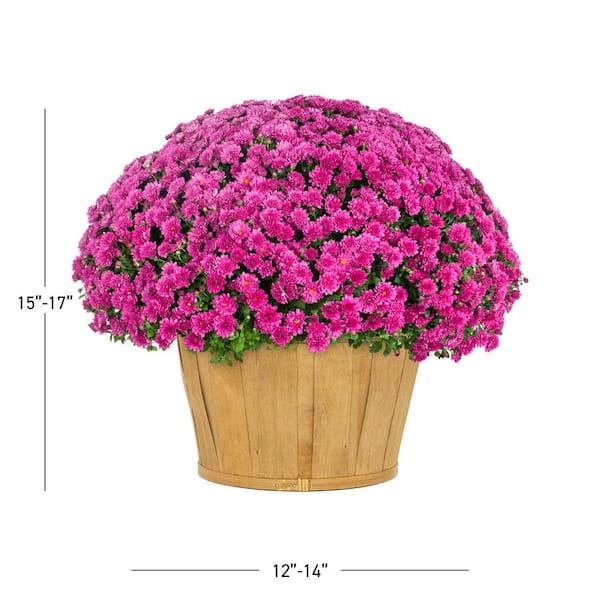 METROLINA GREENHOUSES 1.5 Gal. Purple Bushel Basket Mum