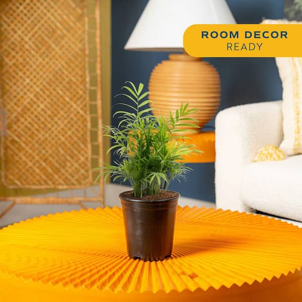 Neanthebella Indoor Palm in 6 in. Grower Pot, Avg. Shipping Height 1-2 ft. Tall