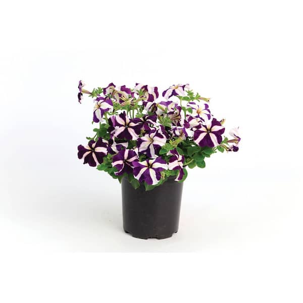 Unbranded 1.27 qt. Blue Tritunia Star Petunia Plant (6-Pack)