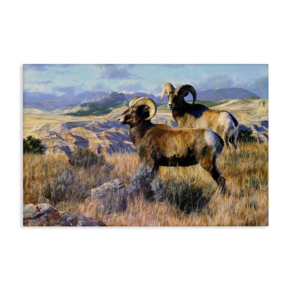 Wild Rams Torrey Canyon by Mark Kelso Unframed Nature Graphic Art Print 20 in. x 30 in. price history on PriceWatchPro