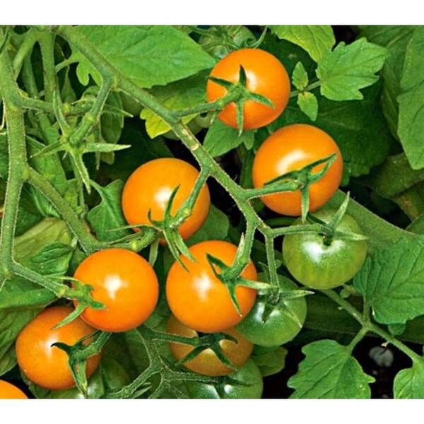 PROVEN WINNERS Sungold Cherry Tomato, Live Plant, Vegetable, 4.25 in. Grande