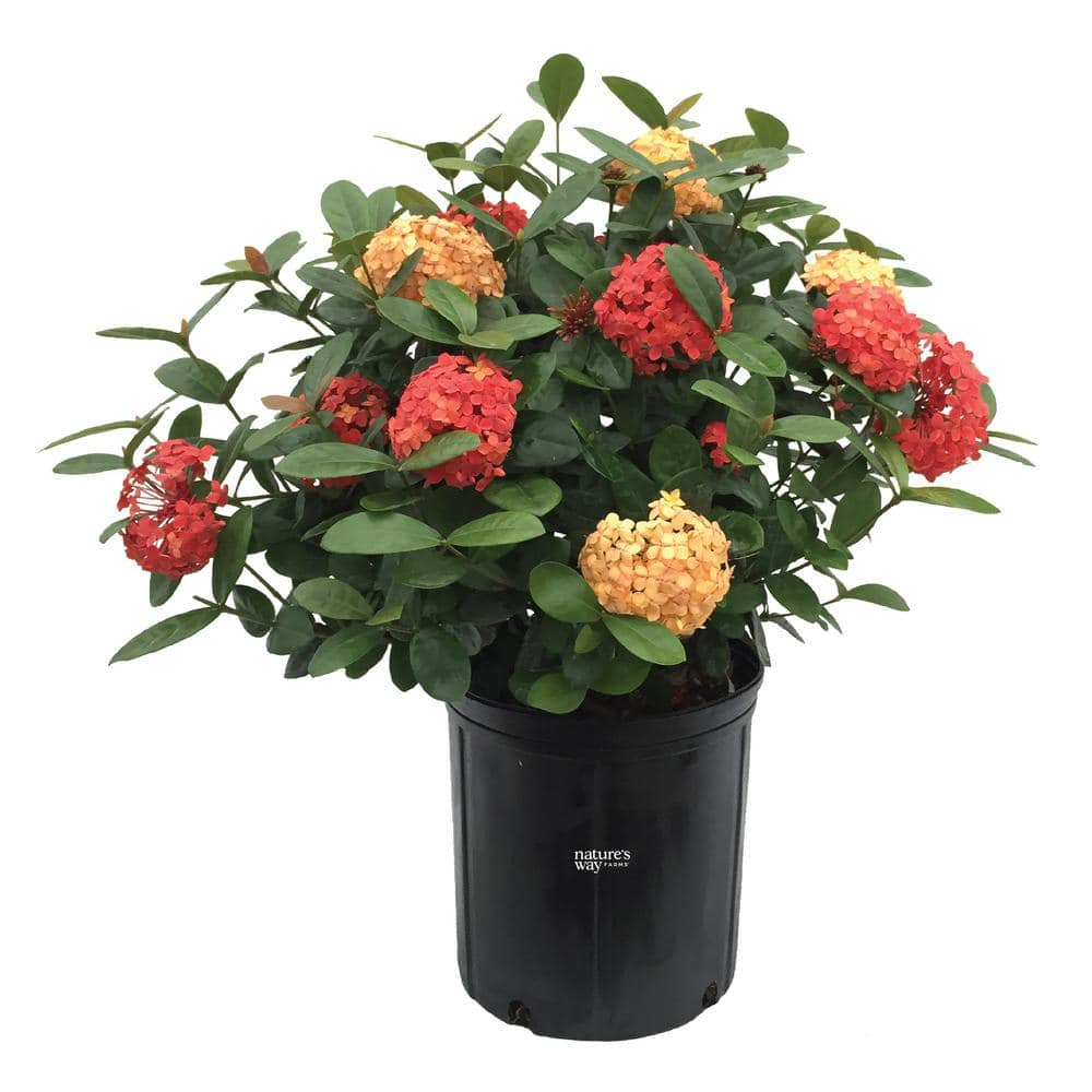 NATURE'S WAY FARMS Ixora Maui Duo Live Outdoor Plant in Growers Pot Avg ...