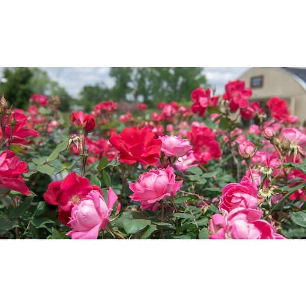 Pink♡Rose KNOCK OUT 1 Gal. Pink Double Knock Out Rose Bush with Pink